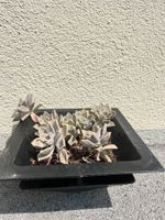 Graptopetalum paraguayense (Ghost Plant) –Gesunde Sukkulente