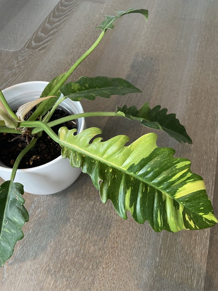 Piante & sementi: Philodendron ring of fire plant with pot – Usato da Uster venduto da momogarden 6
