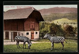 Langnau am Albis, Wildpark Langenberg, Z