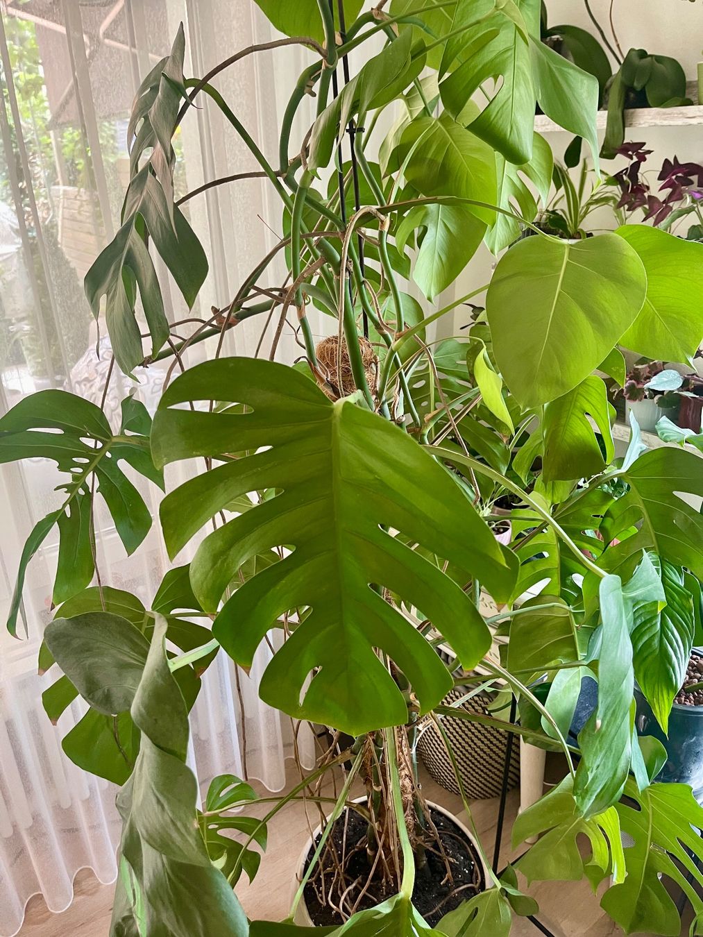 monstera deliciosa tropft Monstera Deliciosa Totem main image 0