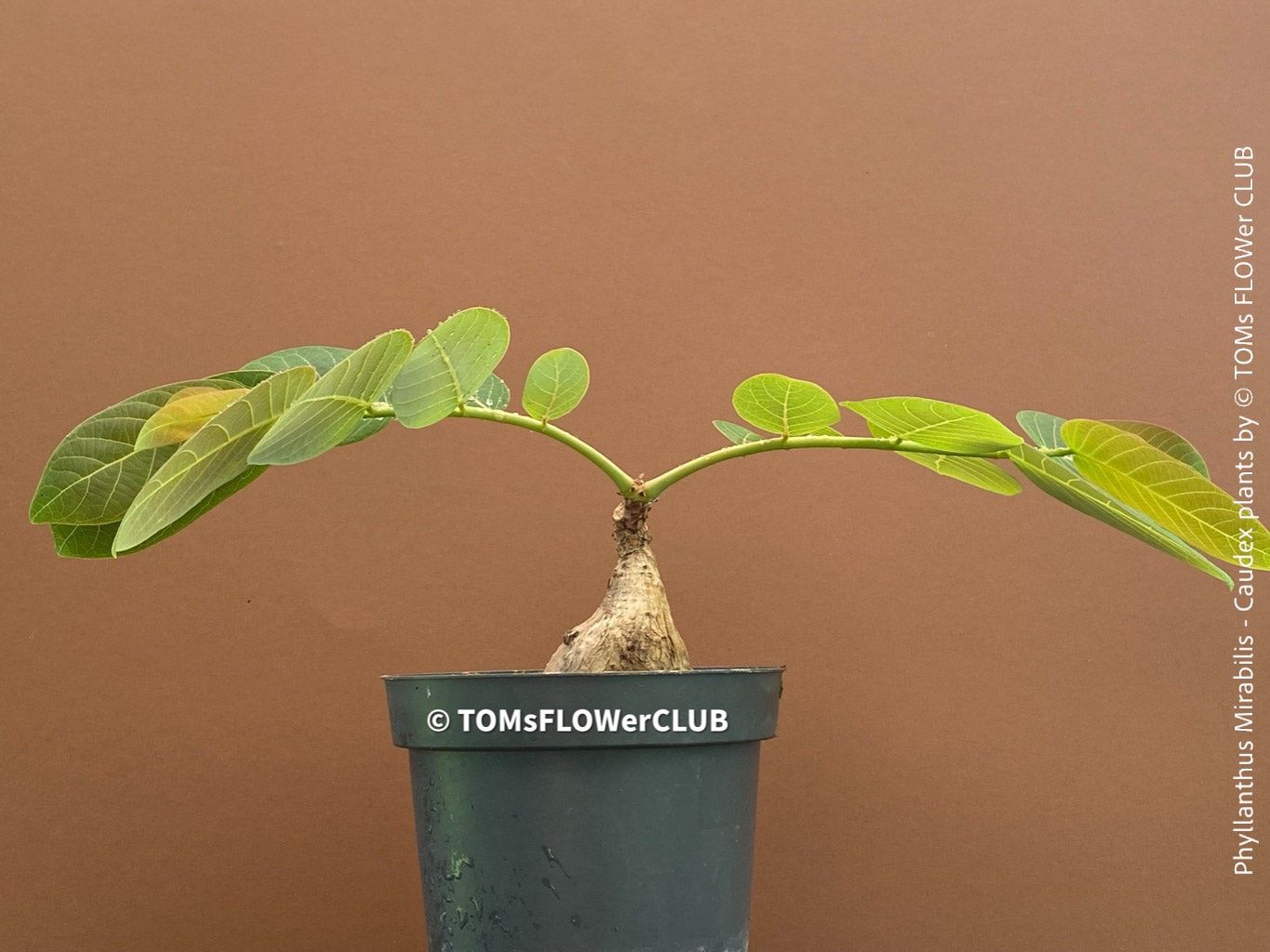 Piante & sementi: Phyllanthus Mirabilis - einzigartige "Buddha Belly Plant" – Nuovo e nell'imballaggio originale da Adliswil venduto da astom369 1