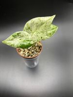 Alocasia Macrorrhiza Splash (1-7)