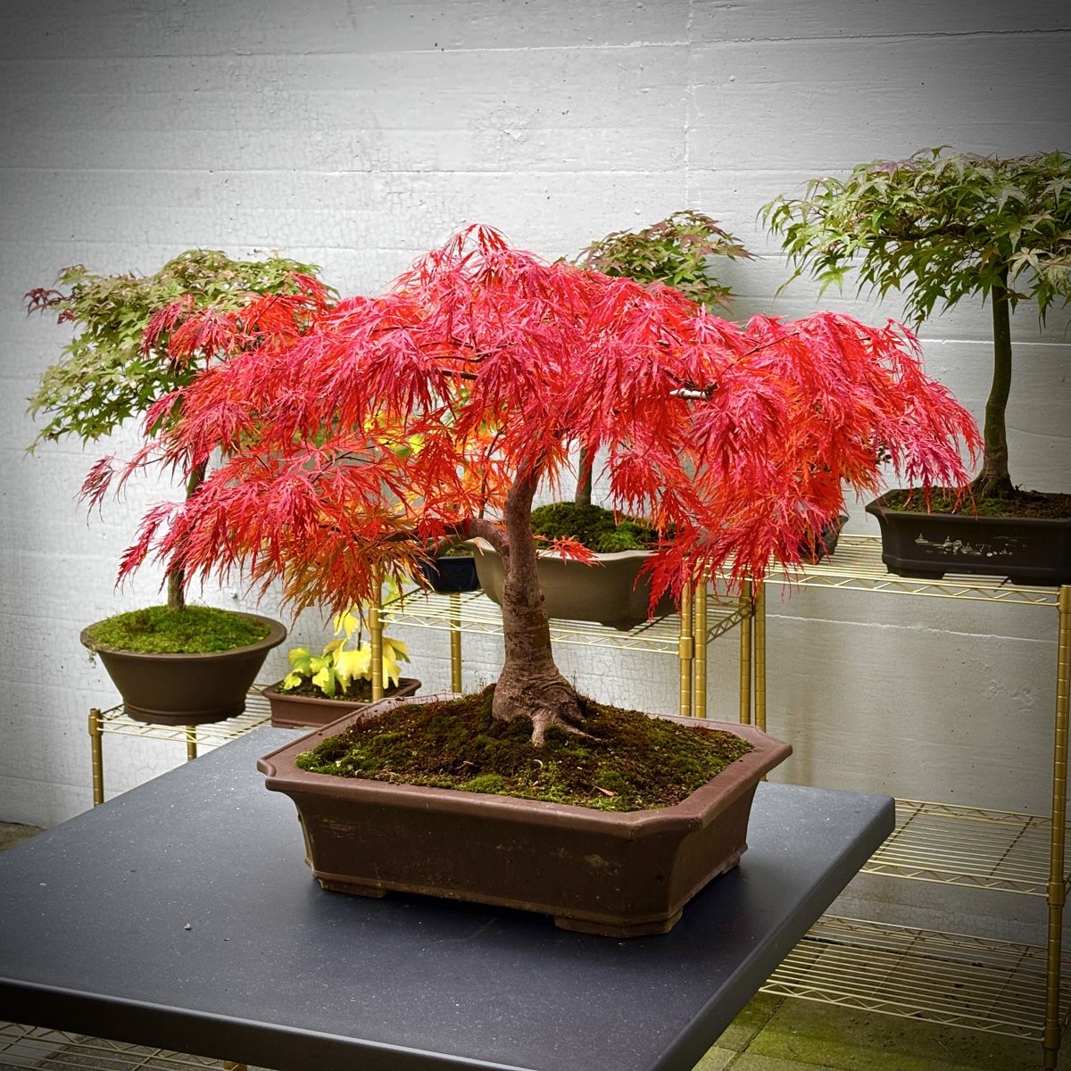 Piante & sementi: Ahorn Bonsai – Usato da Zürich venduto da horoffra