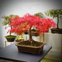 Ahorn Bonsai