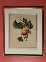 Antike Lithographie "Aprikose" gerahmt, Karl Mohler 56