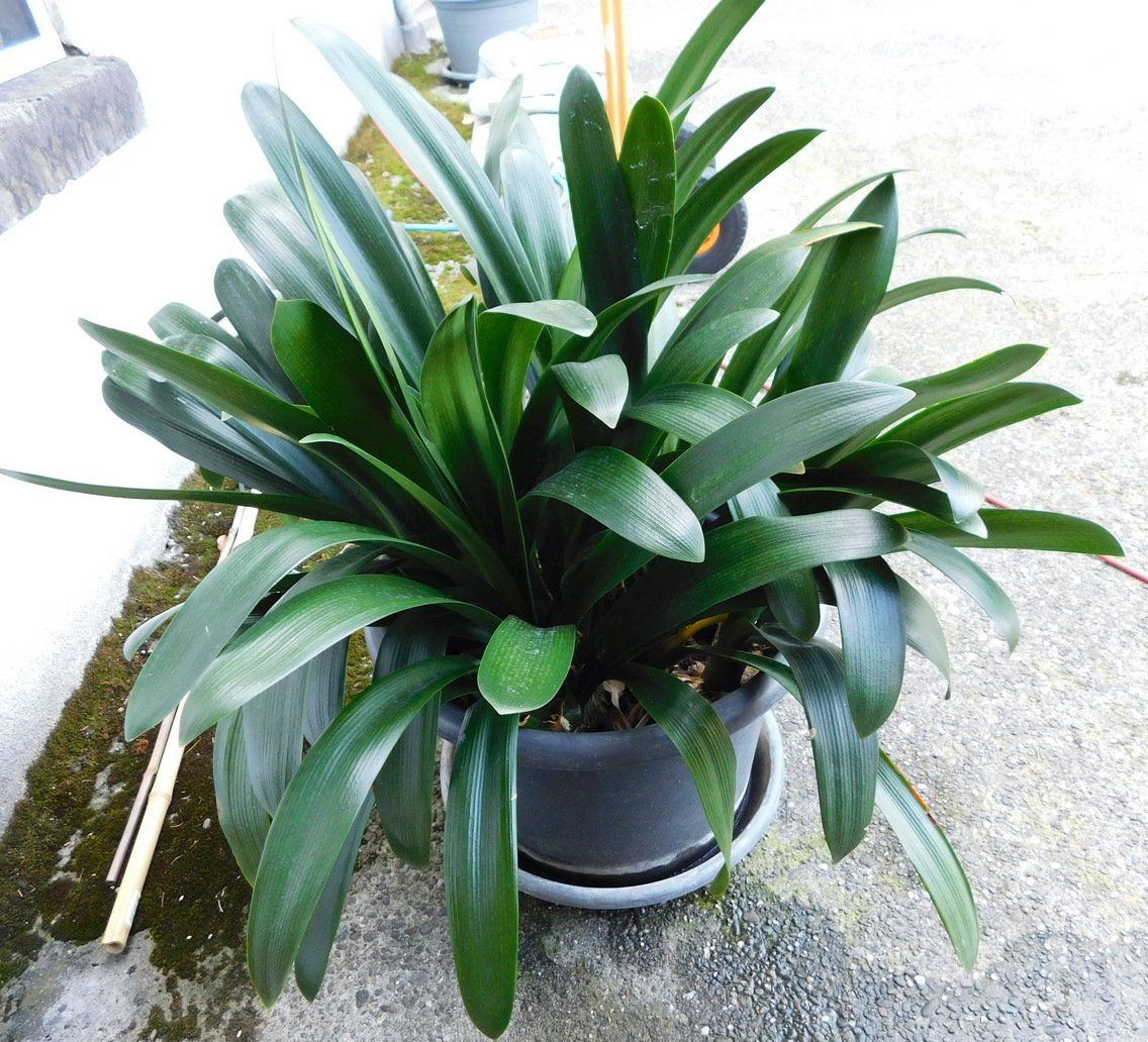 Pflanzen & Samen: Clivia miniata, orange – Gebraucht aus Villnachern von Niggo0 1