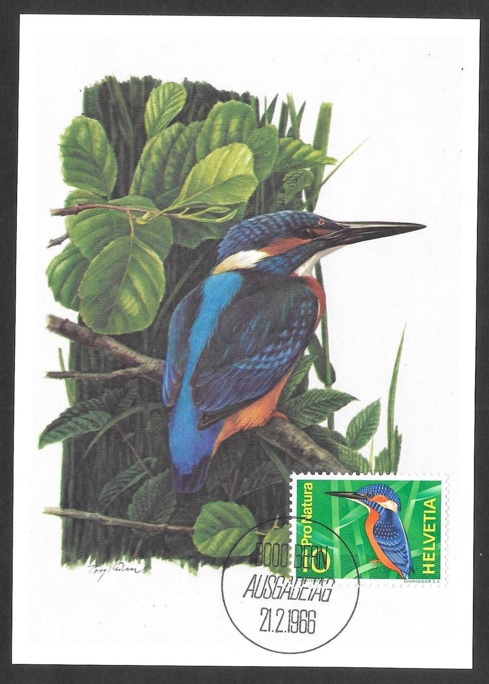Tutti i francobolli: Maximumkarte Nr. 439 Eisvogel ET 21.2.1966 – Nuovo (secondo la descrizione) da Olten venduto da clotaldi