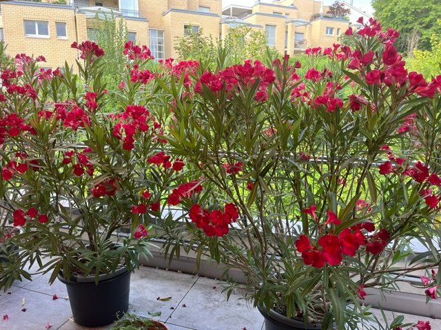 Plantes & graines: wunderschöne Oleander abzugeben – D'occasion à Thalwil par Manuelazh 3