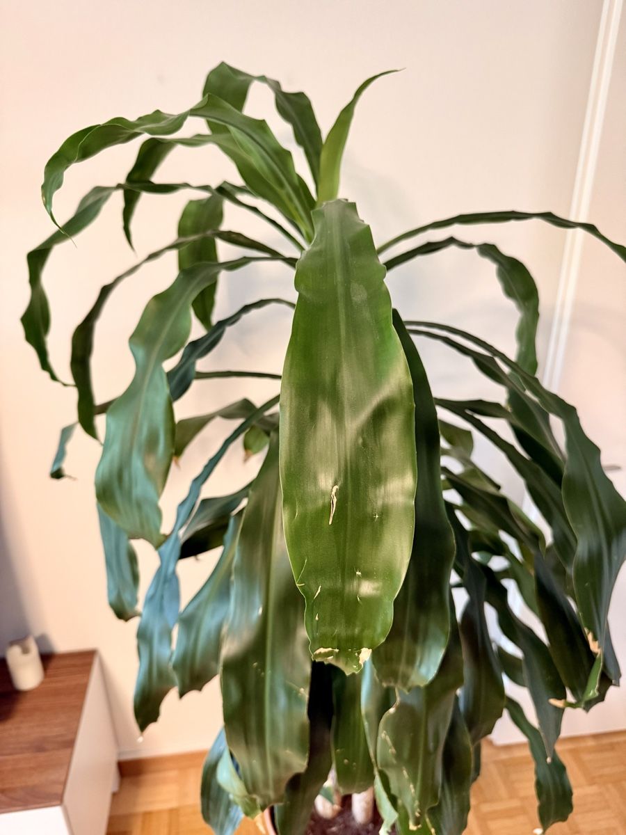 Piante & sementi: Drachenbaum (Dracaena fragrans) – Usato da Kriens venduto da Genschi 3