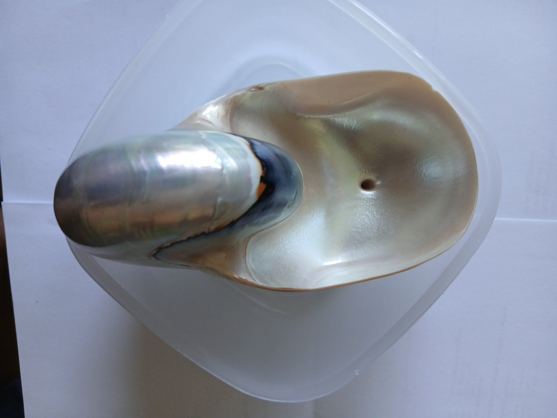 Tutte le decorazioni: Nautilus Muschel – Usato da Zürich venduto da Mephisto87 1