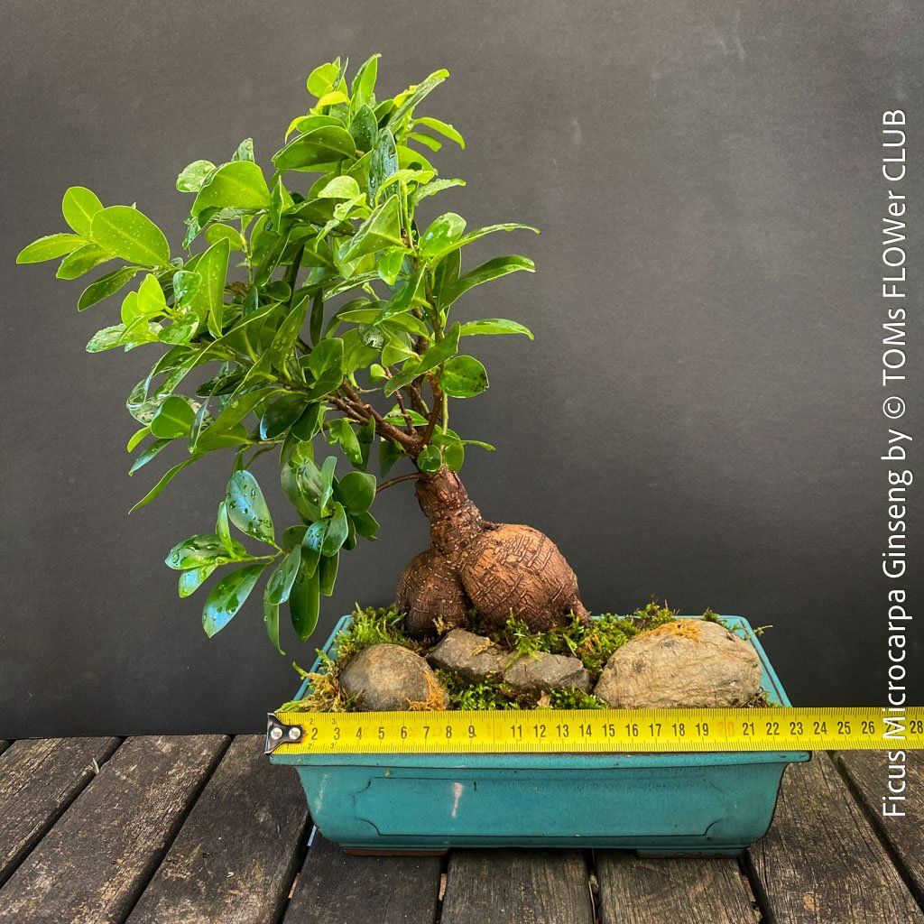 Piante & sementi: Ficus Microcarpa Ginseng - Bonsai-Form – Nuovo e nell'imballaggio originale da Adliswil venduto da astom369 3