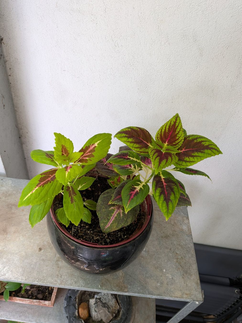Plantes & graines: Buntnessel – D'occasion à Bern par Hydrom 1
