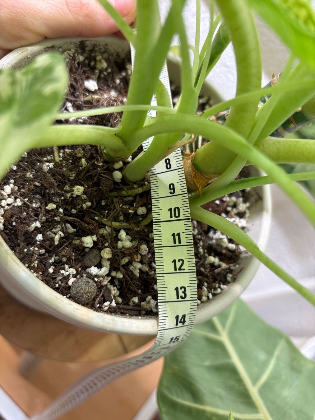 Piante & sementi: Alocasia Micholitziana 'Frydek' – Usato da Bonstetten venduto da sam_jt9j 4