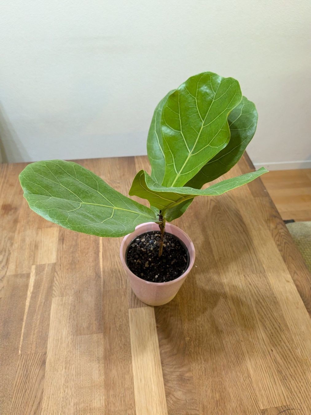 Pflanzen & Samen: Ficus Lyrata (geigenfeige) – Gebraucht aus Bern von Hydrom 1