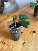 Wunderschöne Hoya Deykei Jungpflanze für dein Zuhause! Nr.1