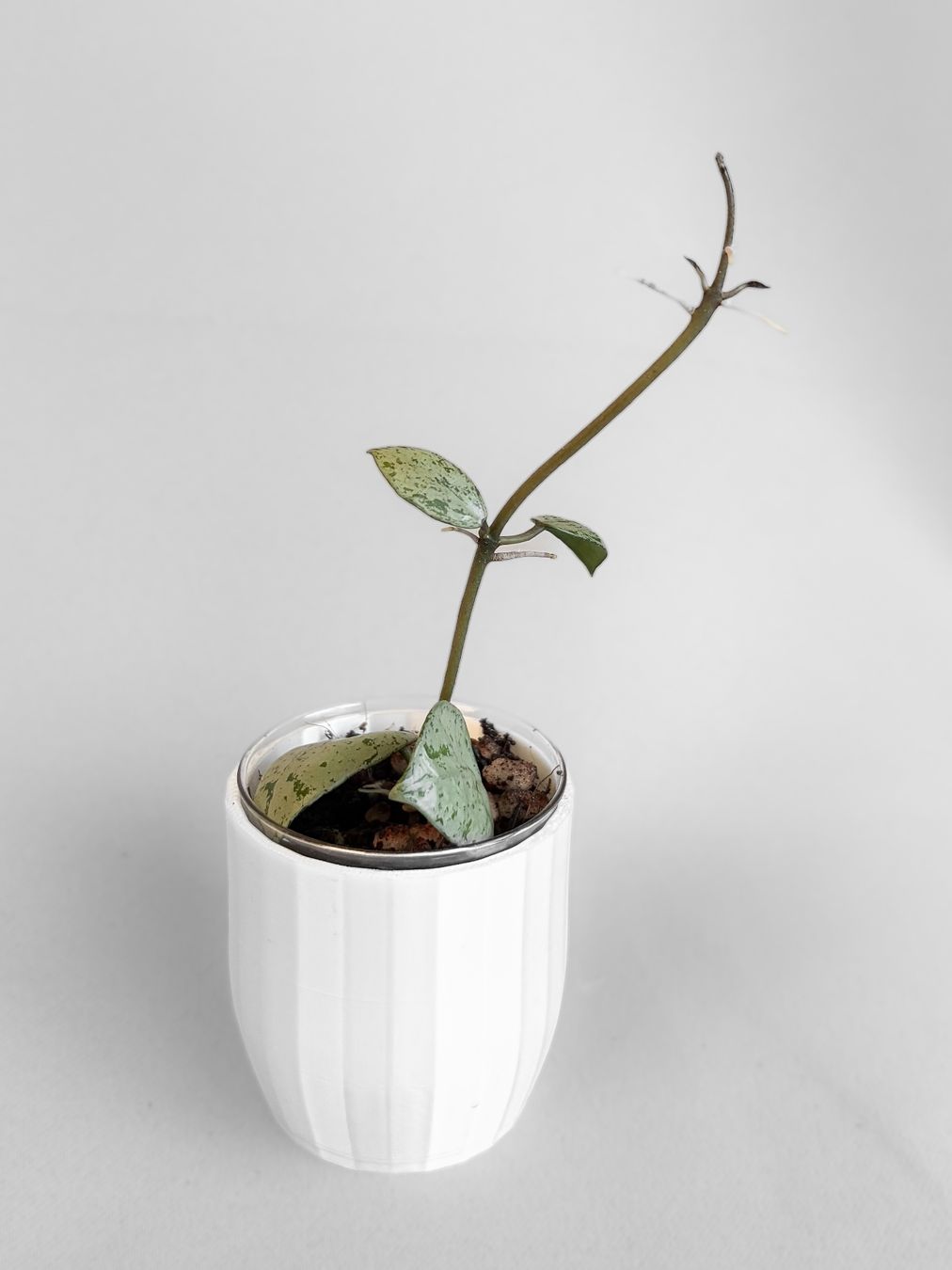 Pflanzen & Samen: Hoya Lacunosa 'Sulcata' – Neu (gemäss Beschreibung) aus Seuzach von animaplants 2