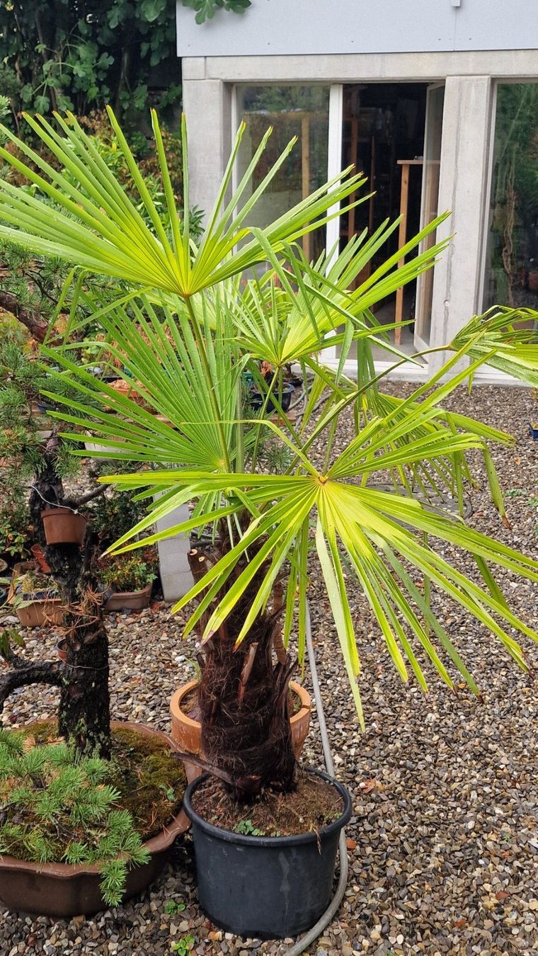 Plantes & graines: plante du sud – D'occasion à Jens par faidodo 1