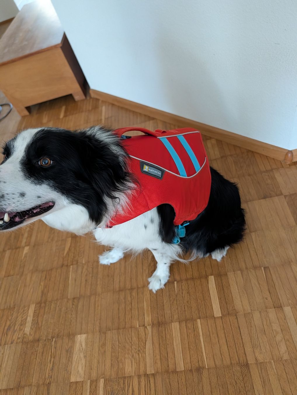 Ruffwear Giubbotti di salvataggio: Ruffwear Hundeschwimmweste Grösse M Float Coat Dog Jacket – Usato da Liestal venduto da sar_jx8k 1