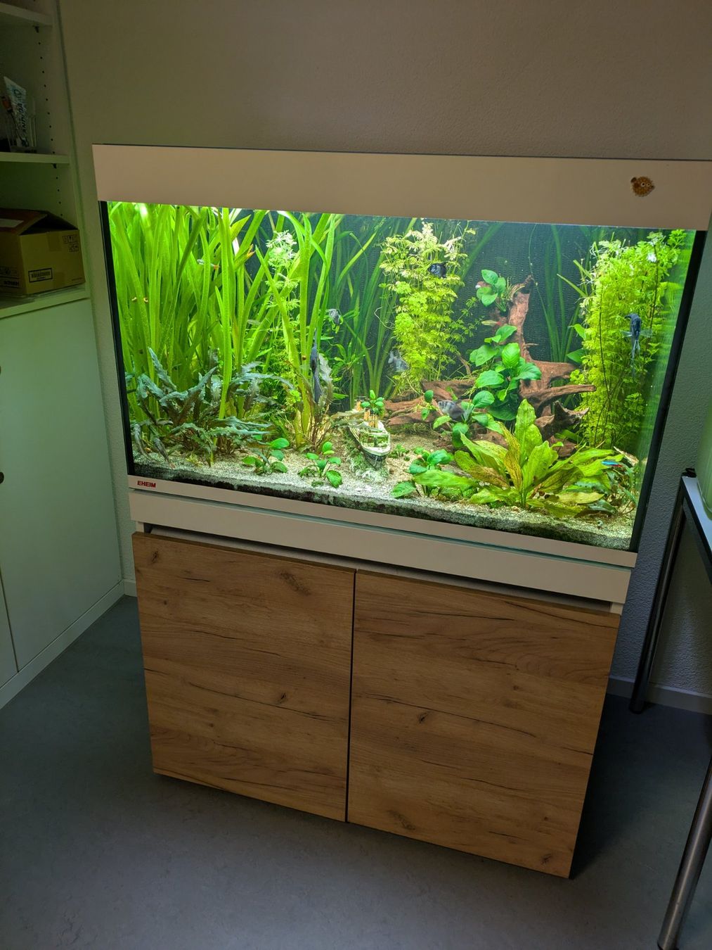 Wunderbar Aquarium Gebraucht Kaufen Ebenbild