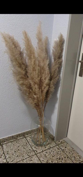 pampas gras Kaufen auf Ricardo