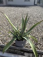 Agave Pflanze im Topf gebraucht in gutem Zustand