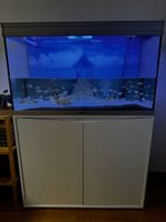 Aquarium 100cm mit Filter, Heizung, Fische, Beleuchtung
