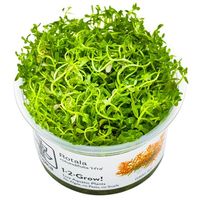 Aquarium Pflanzen Rotala rotundifolia 'H'ra' 1-2-Grow!
