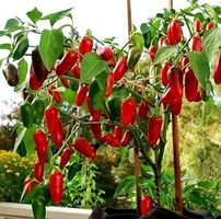 30 SAMEN ROTE JALAPENO CHILI AUS MEXICO 🌶🌶🌶 10 GRAINES