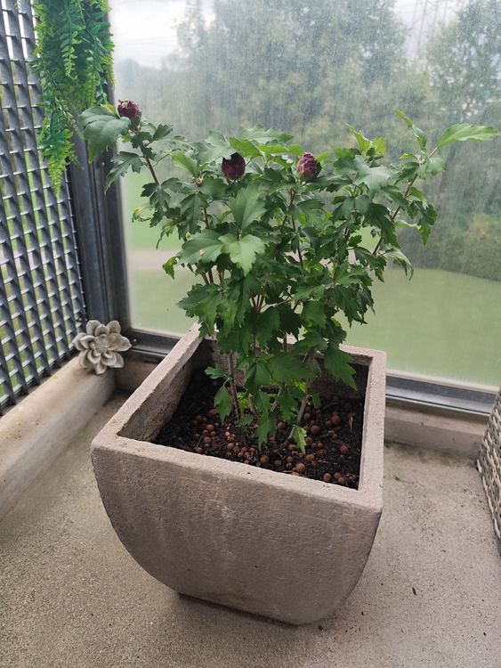 Hibiskus im Topf, Gartenpflanze, Balkonpflanze, winterhart Kaufen auf