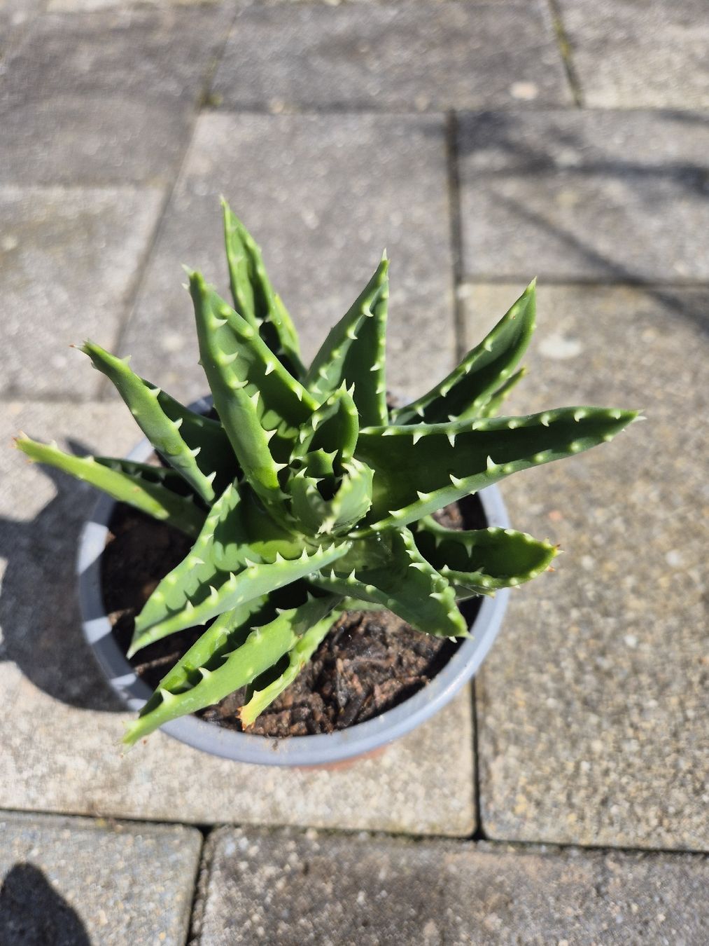 Pflanzen & Samen: Aloe – Gebraucht aus Hettlingen von Mroos1