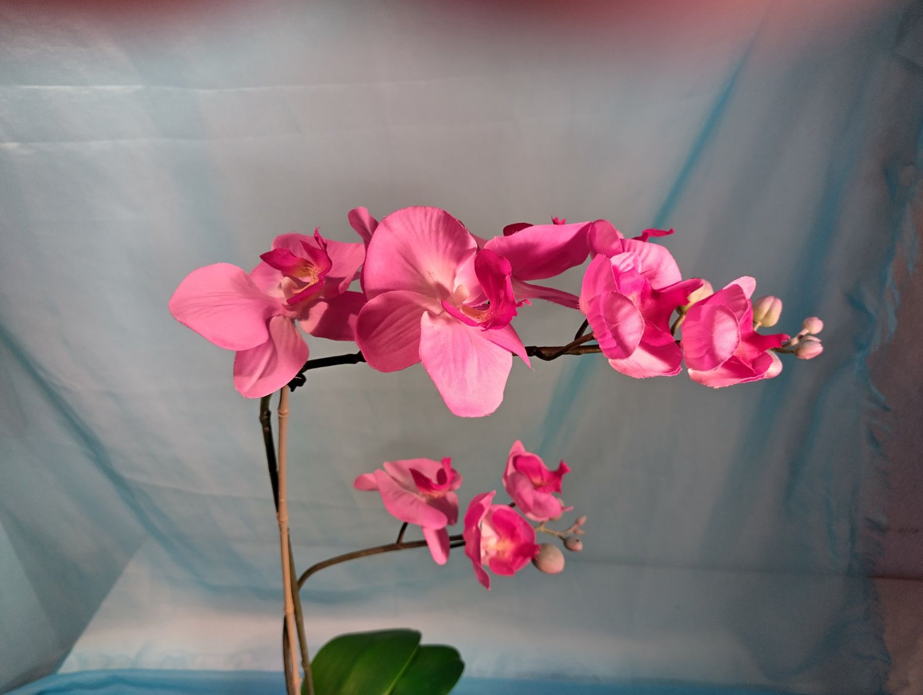 Piante & sementi: Phalaenopsis, rosa , im Topf, IKEA, 60cm – Usato da Bellach venduto da JingleCherry 3