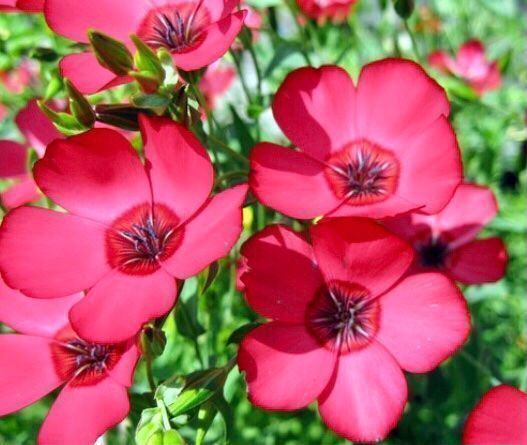 Piante & sementi: 30 Samen  Grossblumiger Lein RUBRUM ROT – Nuovo e nell'imballaggio originale da Rovio venduto da POSITIFFARTandPLANTS 8