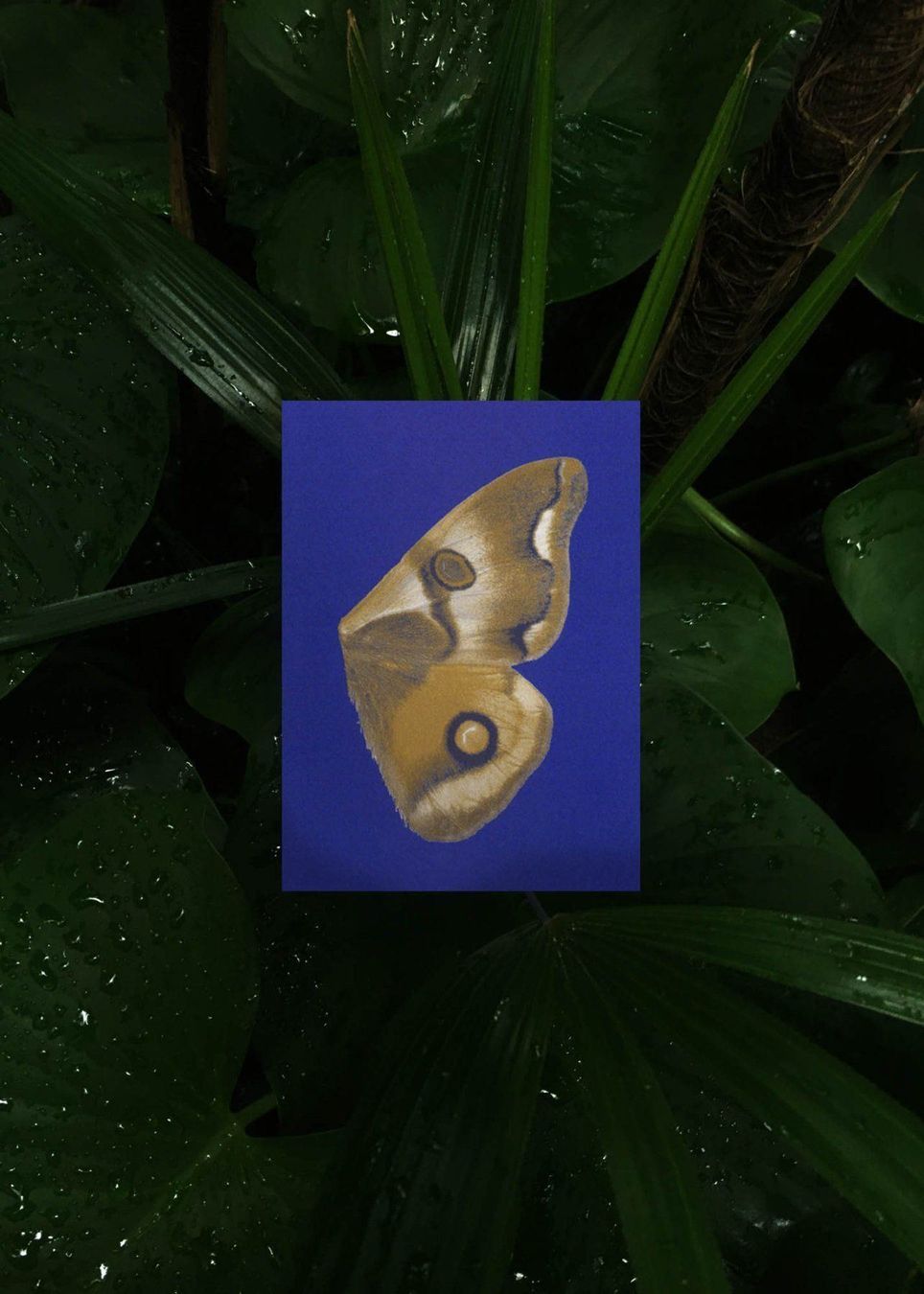 Cartoline: N° 14 Moon Fluttering – Nuovo e nell'imballaggio originale da Zürich venduto da BienvenueStudios 2