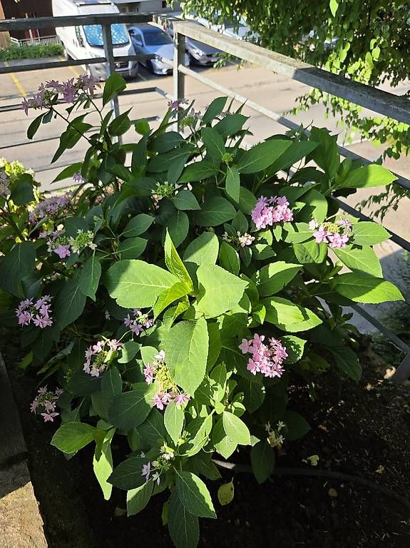Plantes & graines: Hortensie  – D'occasion à Jona par pau_g7rc