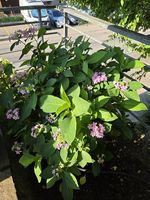Hortensie 