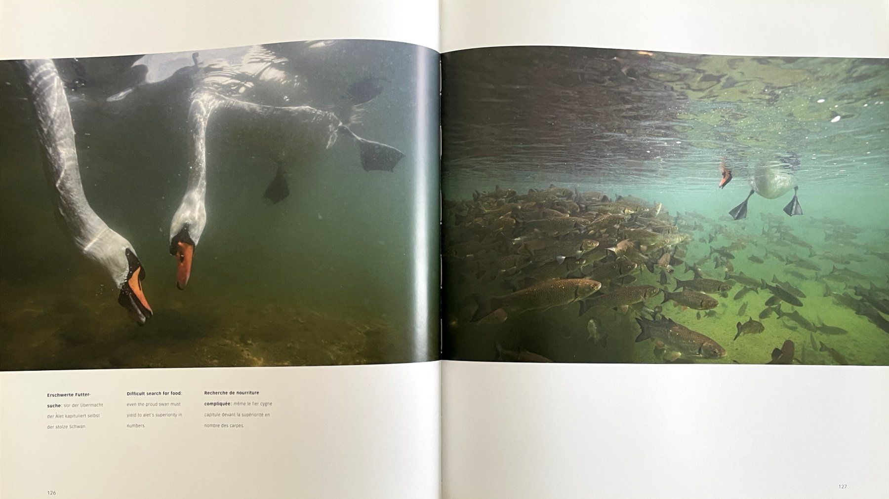 Libri: Wasser Schweiz / Eau Suisse - Michel Roggo – Usato da Savagnier venduto da Ne2065 5