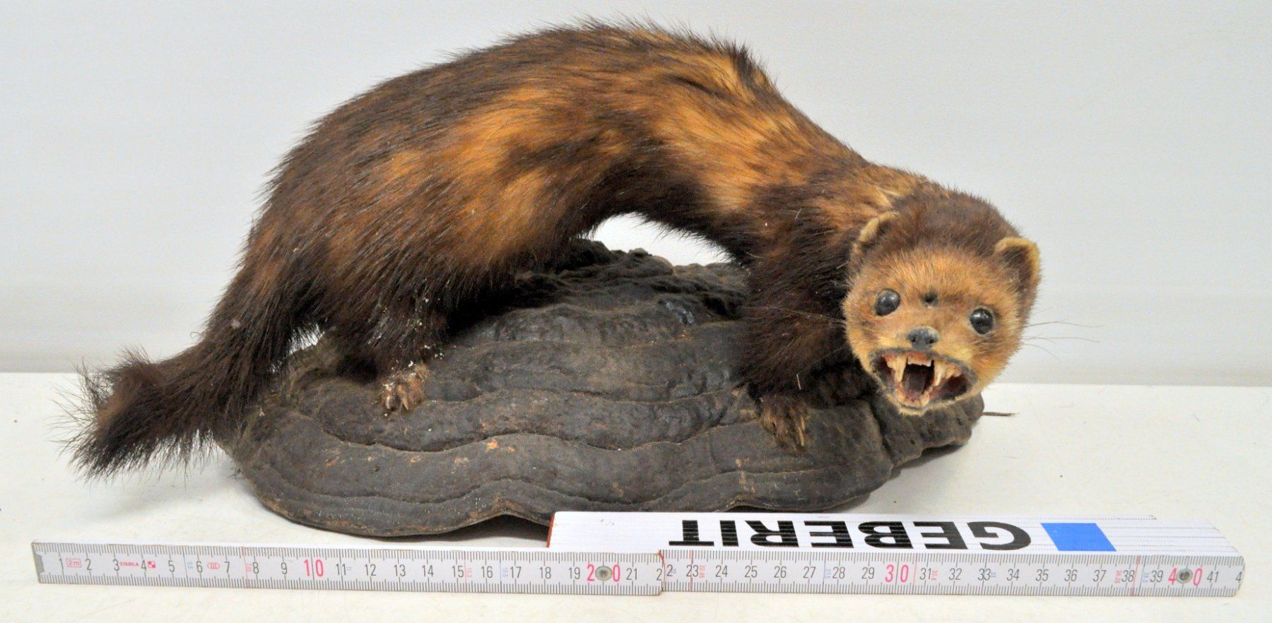 Welt der Tiere: Putois naturalisé – Gebraucht aus Neuchâtel von Neuchatel 1
