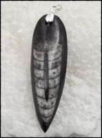 Orthocera Fossil Anhänger 925 Silber
