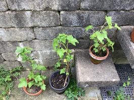 schwarze Johanisbeeren-Pflanzen