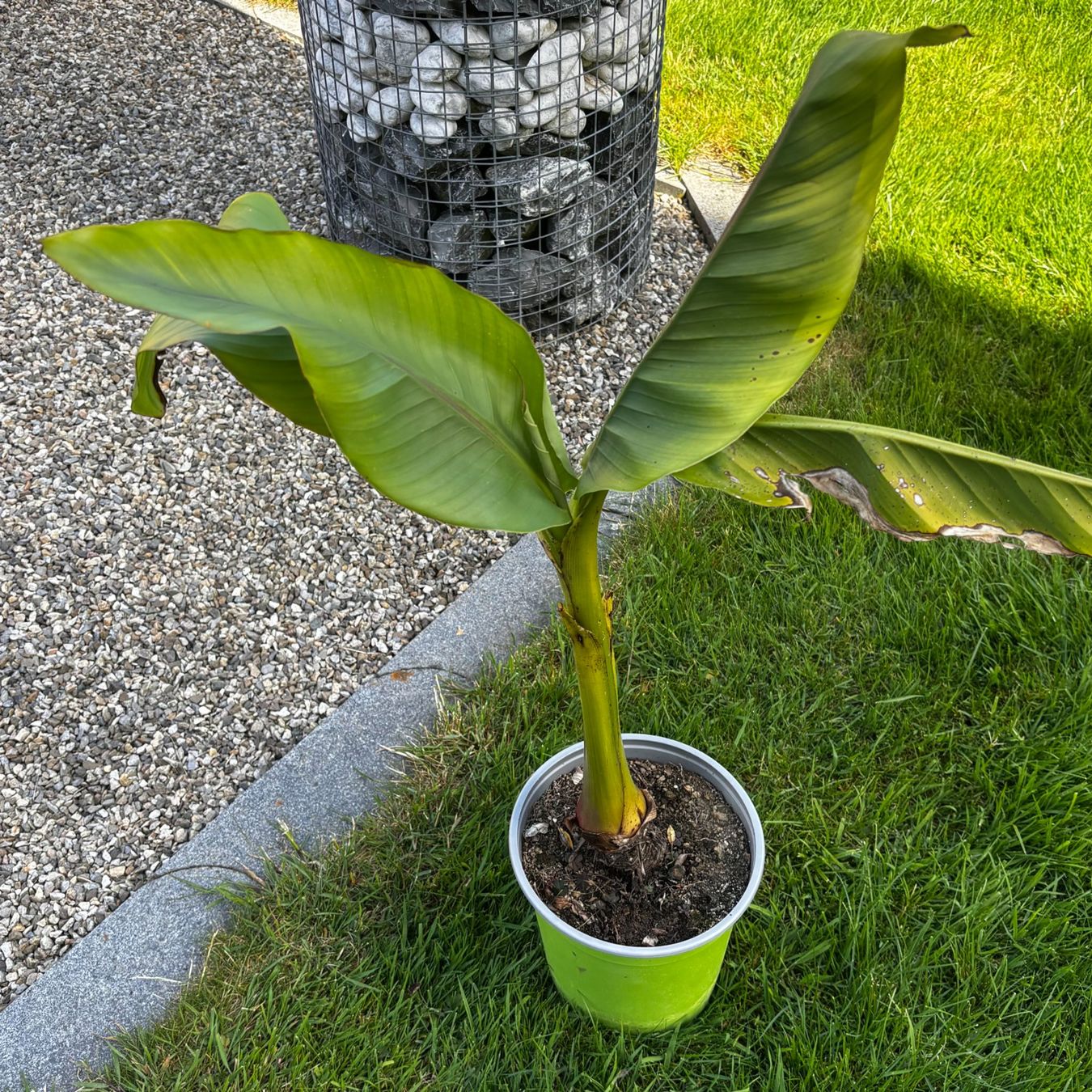 Piante & sementi: Robuster Bananenbaum selbst gezogen. 70cm hoch. Top Sorte. – Usato da Schötz venduto da Bintje20