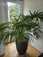 Palme in Seramis, 150cm gross