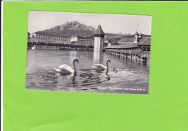 Luzern-Kapellbrücke-Schwäne