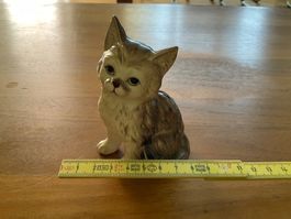Katze
