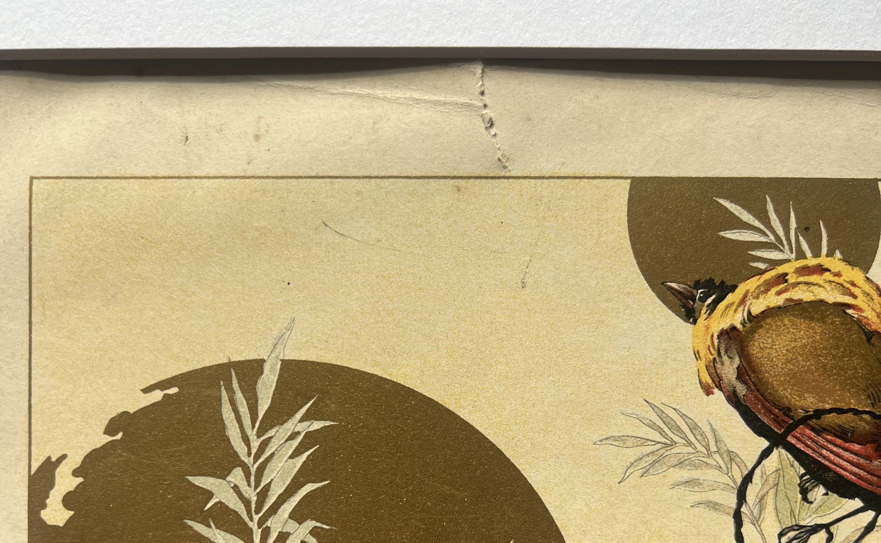 Grafica & Litografie: Chromolithographie Oiseaux – Usato da Cologny venduto da flo_7dnj 4
