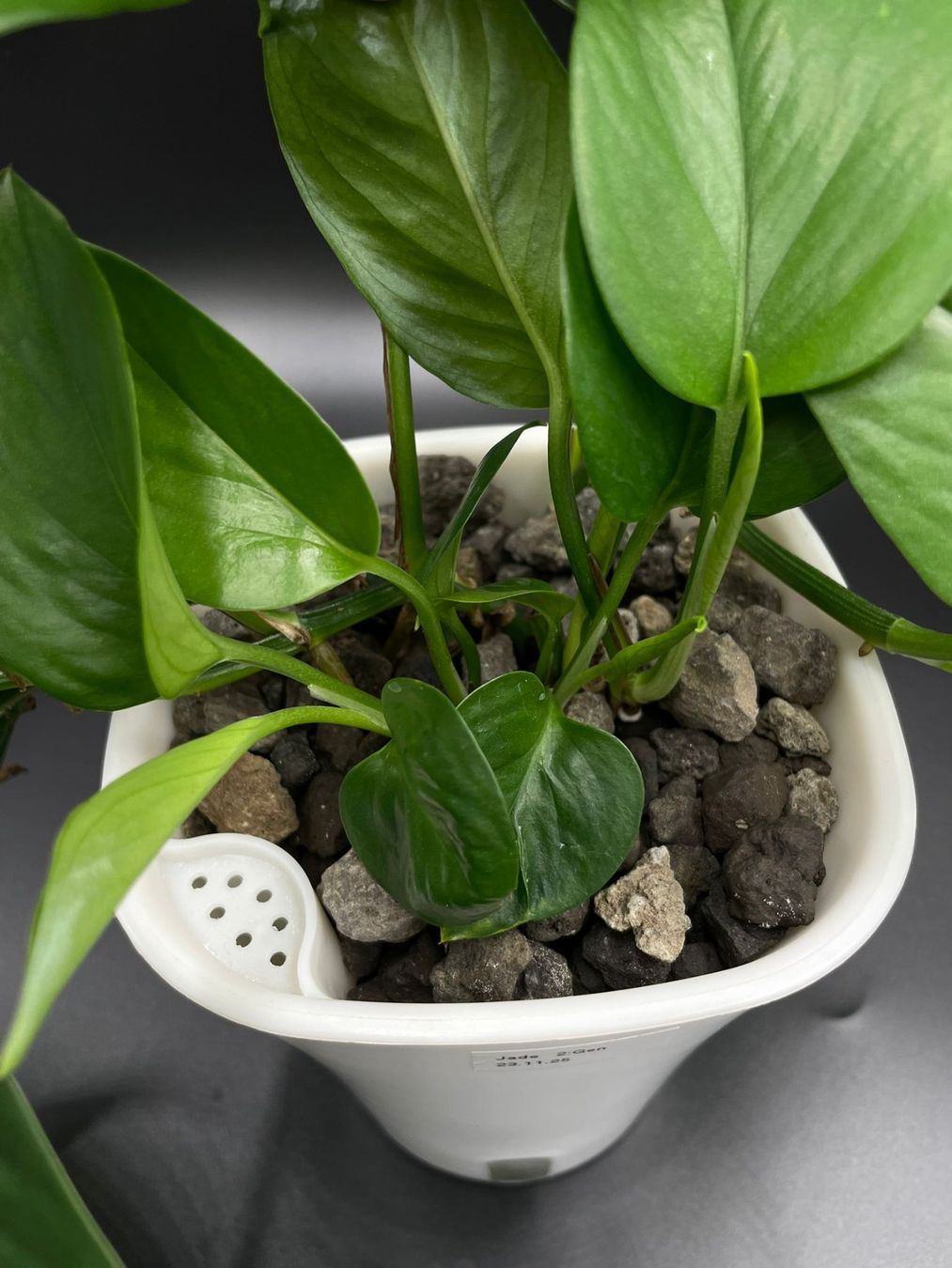 Piante & sementi: Epipremnum aureum 'Jade' in Semihydro – Nuovo (secondo la descrizione) da Bühler venduto da googelibear 2