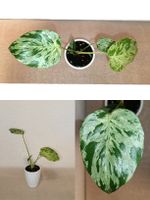 Monstera Bulbasaur