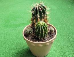 Echinopsis Eyriesli, hübscher Topf mit 4 Kakteen