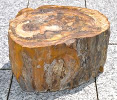 Versteinertes Holz Unikat Deko Baumstamm 🪵