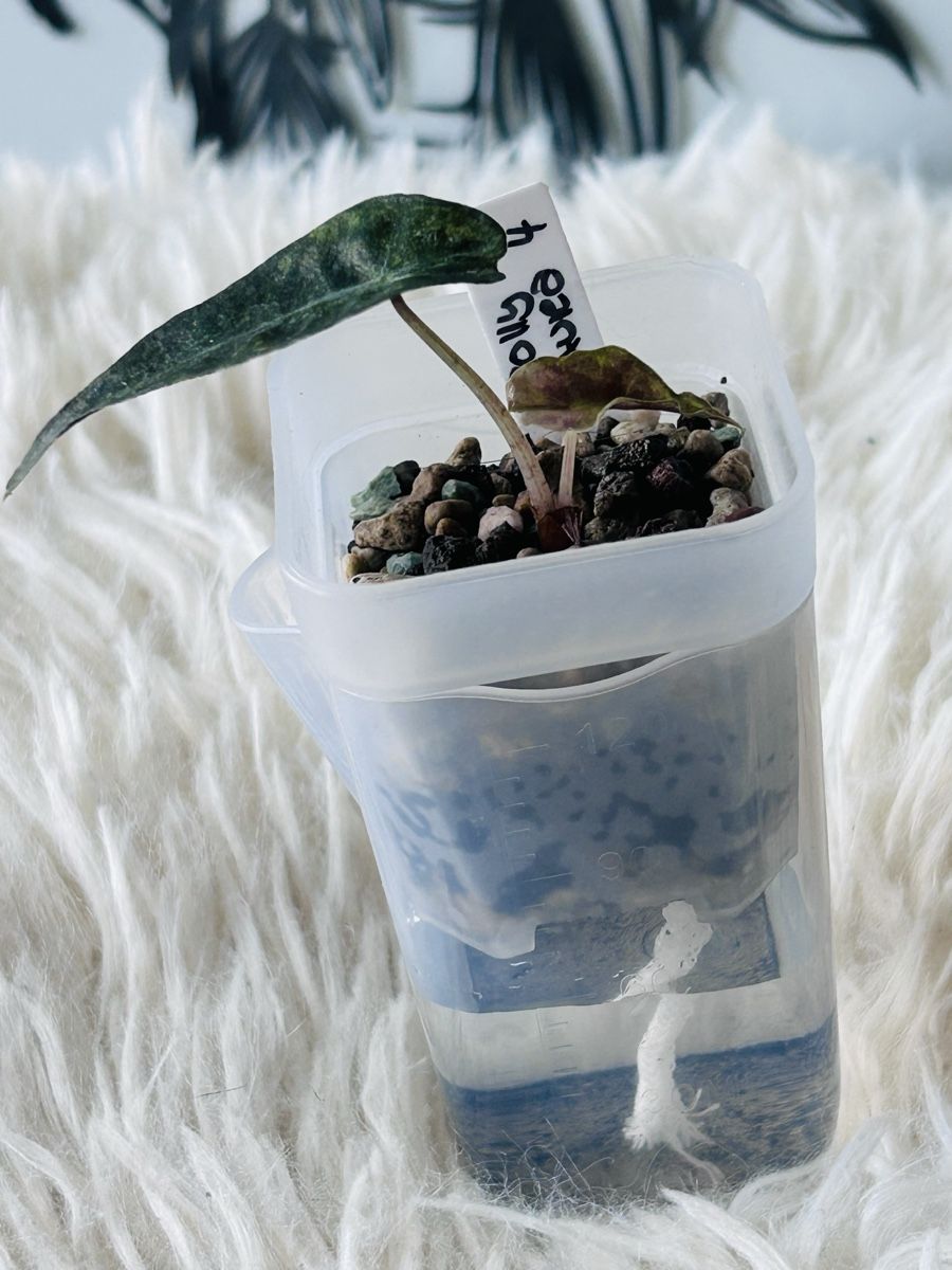 Plantes & graines: Alocasia Polly Aurea – Neuf (Voir description) à Scherzingen par Elefantenohr.ch 1