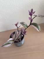 Zimmerpflanze Tradescantia Zebrina (Zebraampelkraut)im Topf